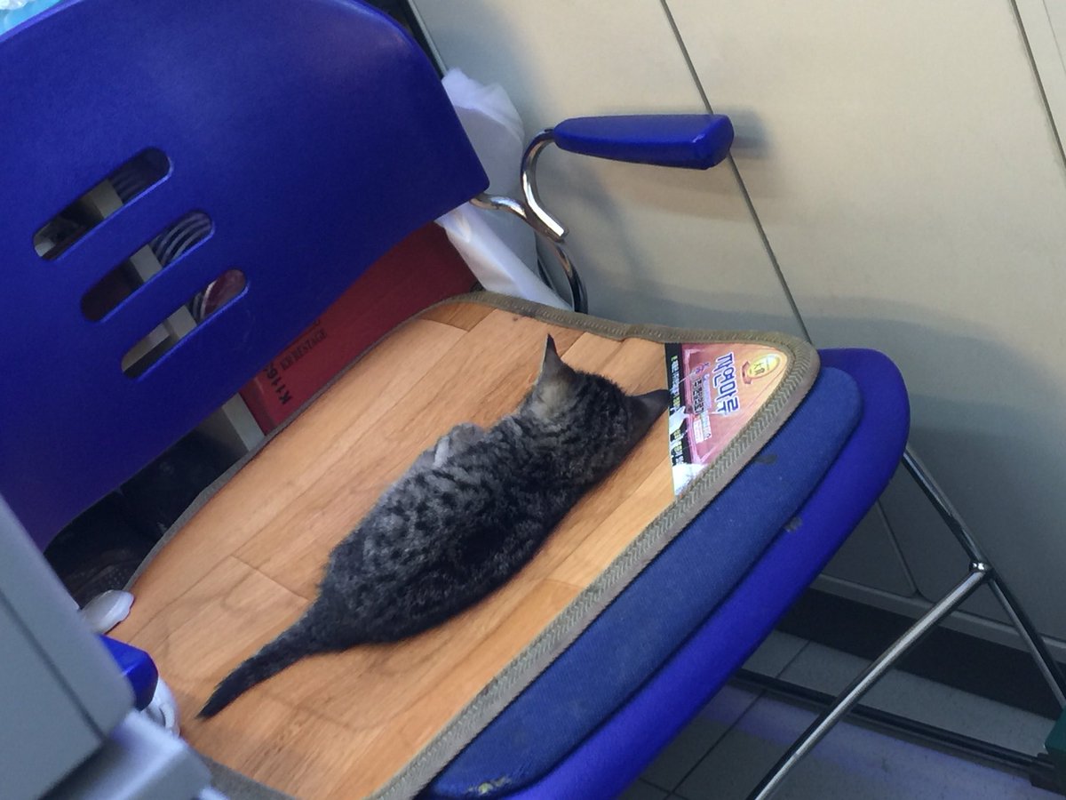 어린 어미에게 버려진 듯한 길고양이 아깽이. 편의점 캣맘이 데리고 와서 전기방석 켜주고 강제급여. 현재 주무심.