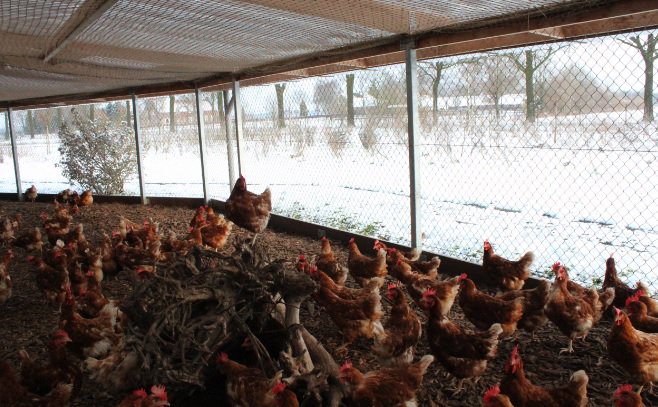 Weer of geen weer. vogelgriep of geen vogelgriep. De kippen van Rondeel hebben de vrijheid lekker te genieten van het winterse weer. Duurzaam &amp; lekker in de frisse buitenlucht, vrij (niet opgesloten) en blije Rondeel kippen. #sneeuw #winterweer