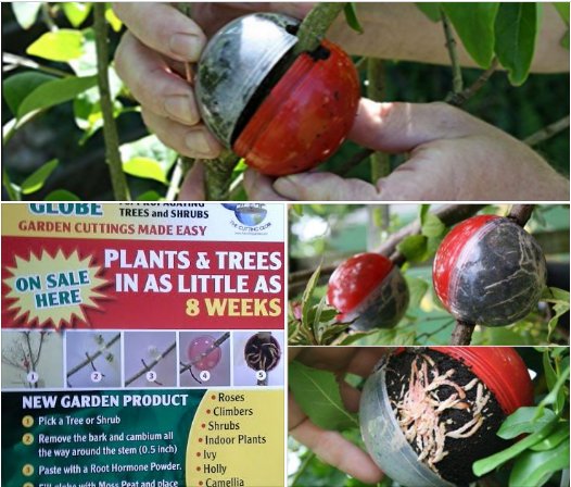 cuttingglobe's tweet photo. #Cuttingglobe plant propagators currently available in #UK via #GREANBASE #GRUMPYGARDENER for retail and wholesale distribution #gardening #gardeninguk #gardeningscotland #GREANBASE.CO.UK 
PLANT PROPAGATION MADE EASY 
VISIT https://t.co/1sze3apFjm for links to all stockists https://t.co/CHGNAsoFl3
