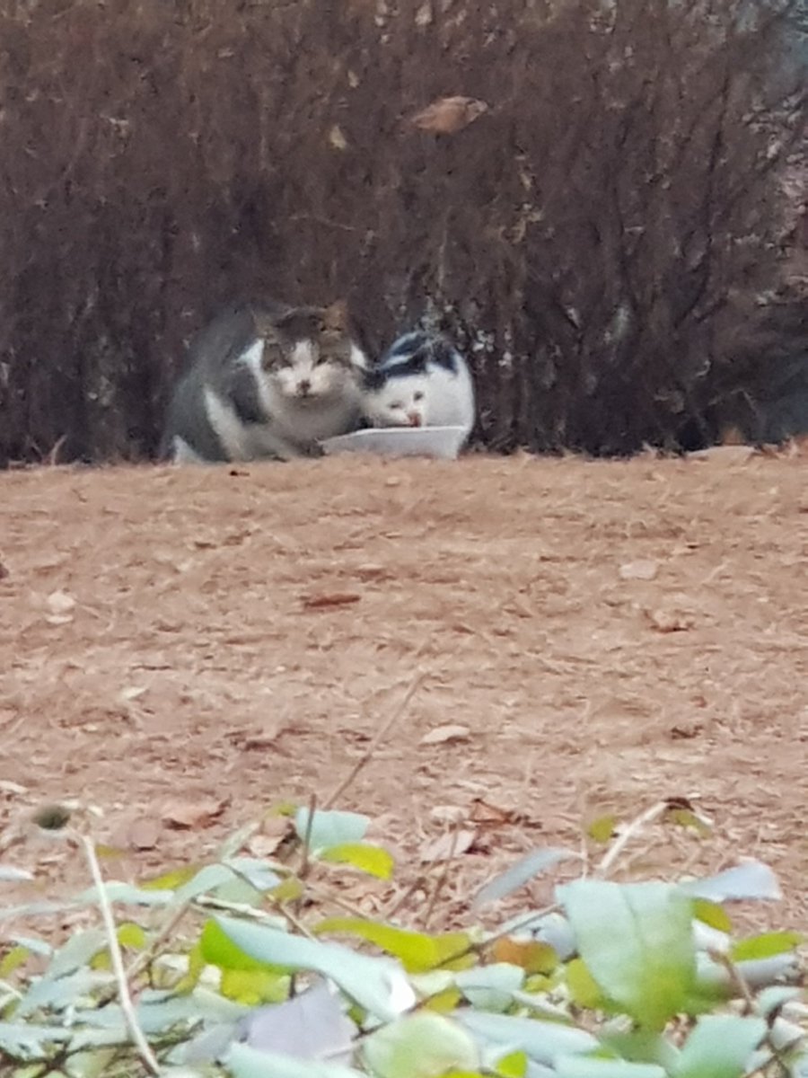 CAT_DLDG's tweet photo. 몇일 전, 동네 길냥이 밥자리가 비어있는데
3개월쯤 됐을까 싶은 아가냥이가 엄마랑 왔다가 먹을게 없는걸 보더니 낙엽을 먹더라구요
우리 상구랑 크게 차이 안나는 애긴데ㅠㅠ 
그거보고 얼른 뛰어가서 사료가져와서 줬어요
혹시 관심 있으신분은 길냥이 만나시거든 뭐라도 주세요 흙,낙엽보단 나아요 https://t.co/zBQgkFzAim