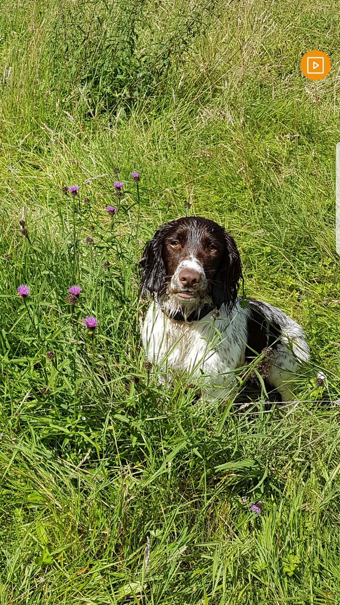PSOSDogs's tweet image. PD Mac who only qualified last week found a quantity of drugs during a house search in North Ayrshire. #drugsareformugs #PDMac #qualityfind