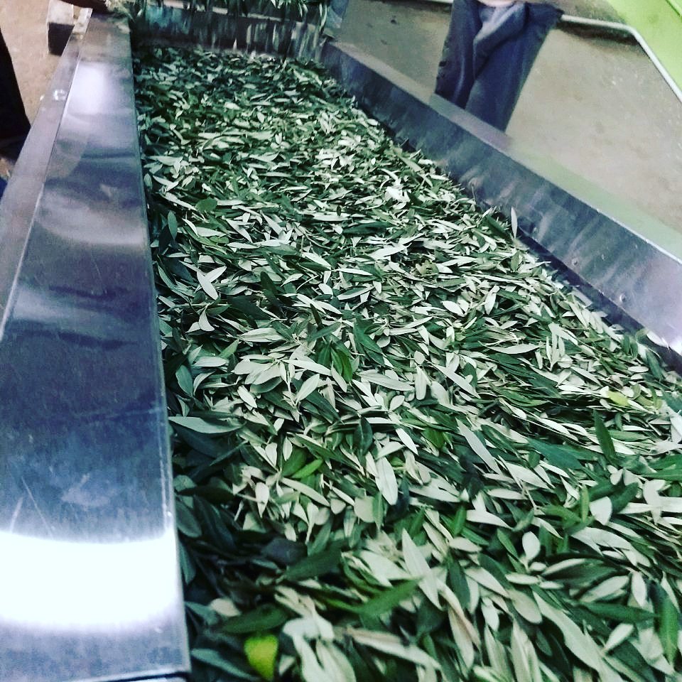 Olitia Olive Tea. The perfect leafs that go into making our amazing olive tea.
