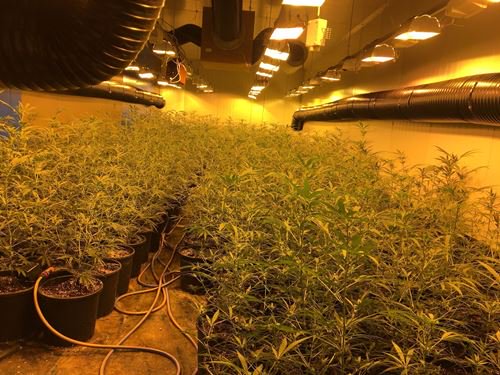 Grote cannabisplantage ontmanteld in #Nieuwpoort #Westhoek. Dank aan <a href="/pzwestkust/">Politie Westkust</a> Meer info op westhoek.be/nieuws/61431/g…
