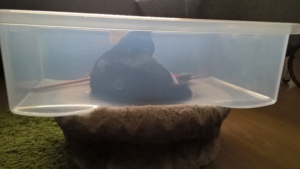 Nicky_Moran85's tweet photo. After months of trying to get Draco to sleep in his bed, we finally nailed it #sleepykitten https://t.co/pDEtSFE0Me