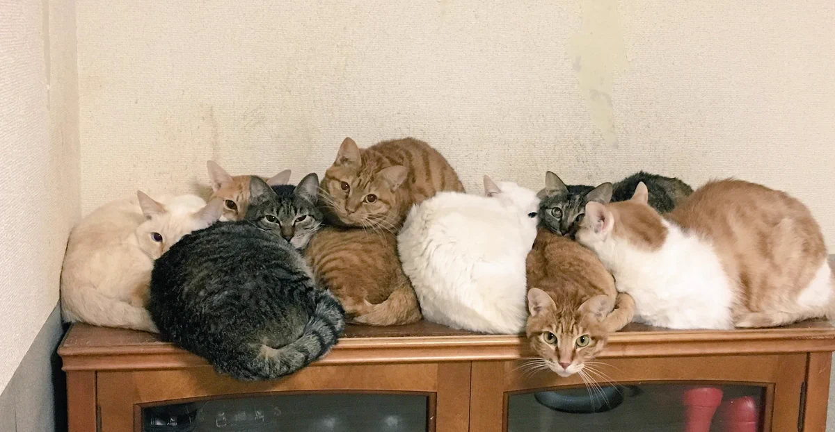 冬は猫も寒いのです。ご主人様、お願いだから早く暖房をつけて欲しい。