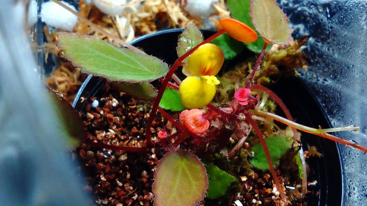 よしだ２号 ベゴニアのテラリウム栽培で花を楽しみたい方にはぴったりですね Begonia Vankerckhovenii ウァンケルコウェニイ 枯れると悲しいので先っちょをお預けしていたa K Y 67 さんのところでも活着しているご様子 T Co E1zsmytc5x