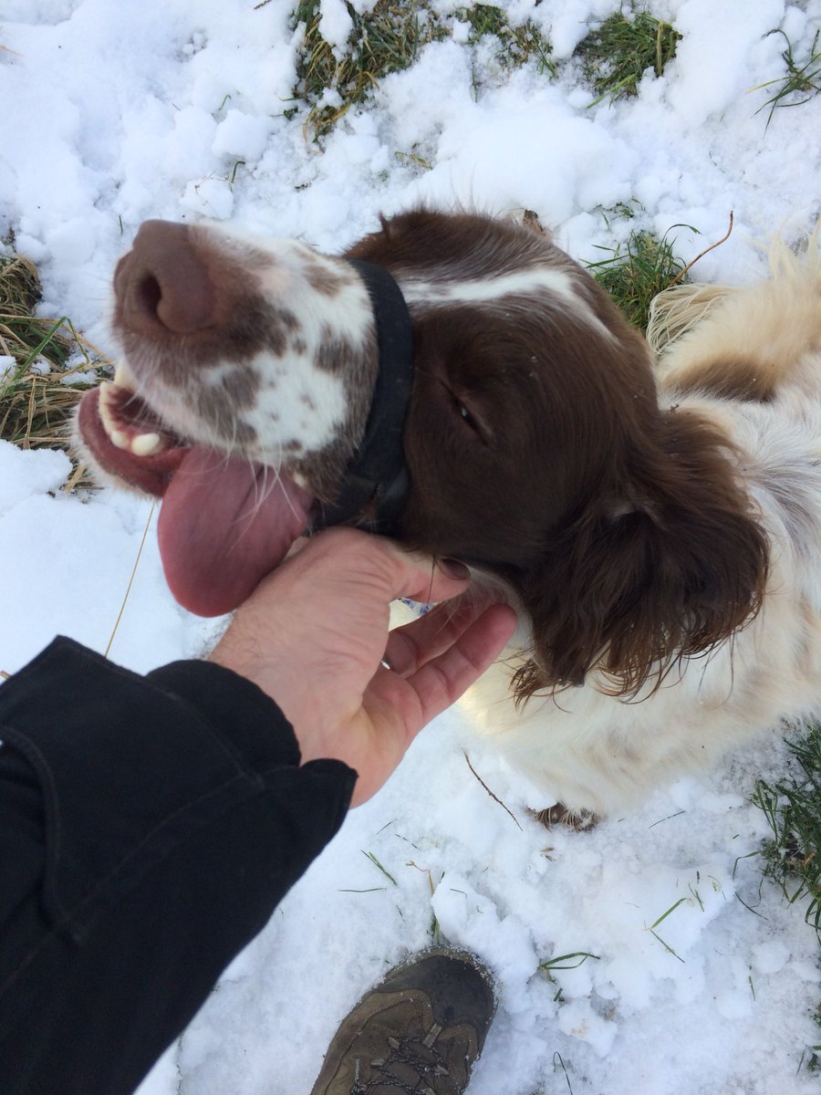 ACC_Activity's tweet photo. Pre night shift walk in the snow with Bobby #GetOutdoors https://t.co/1q71FU24Jf