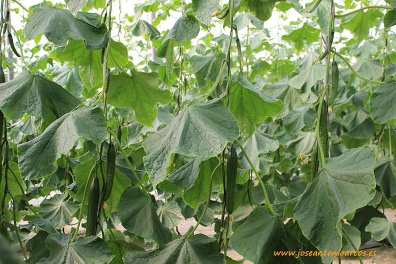 Khalatea's tweet photo. Conquering the stomach of the plant 🌱. Prebiotics arrive to agriculture 👉🔝 .@KimitecGroup  What are prebiotics? Do you know the prebiotics in agriculture? 
https://t.co/Qc78jfV1D7 #agriculture #agricultural #Biotechnology #probiotics #prebiotics https://t.co/rWLq1rMkMs