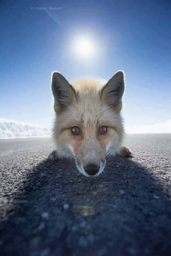 angidalbitw's tweet image. #nature #Bitcoin .@PicPublic .@rosina_strebig #photo #SCBern #EUCO #Amici17 #CROGRE #damellis .@PicPublic .@CR .@NatGeo .@NatGeoPhotos #wildlife .@natgeowild . .@zulubarton Retweet and like :)
#GoldenGlobes2018  
#wolf in #winter