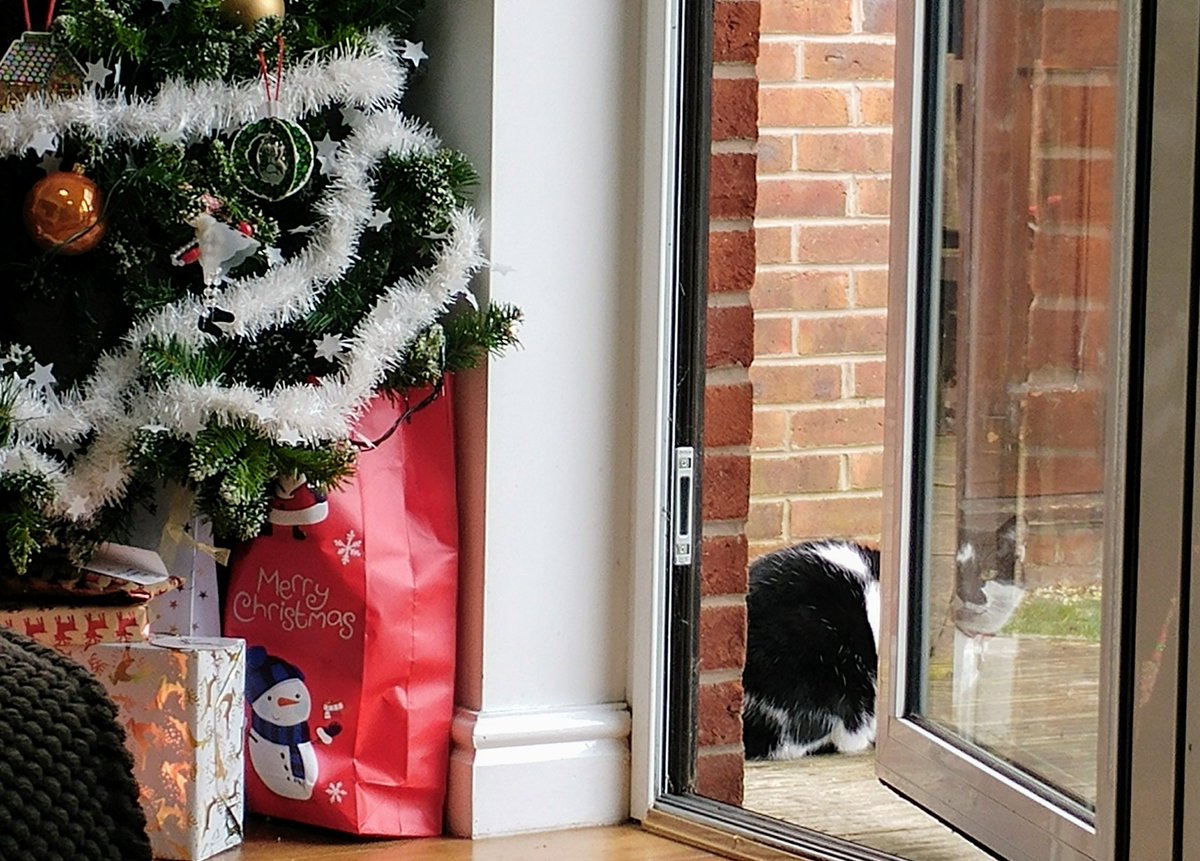 Nicosnoseytips's tweet photo. On the coldest day I like to insist Mum leaves the door open for me. #CatsOfTwitter, #AwfullyBritishWinterProblems https://t.co/JORkiDql9T
