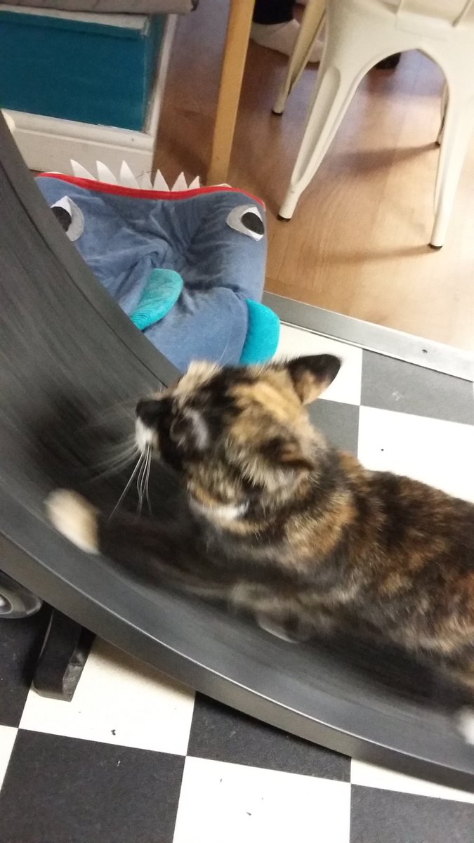 ashleymeerkat's tweet photo. Lovely afternoon meeting the gorgeous cats at @mogonthetyne #Gizmorules https://t.co/aqiemw0tG5