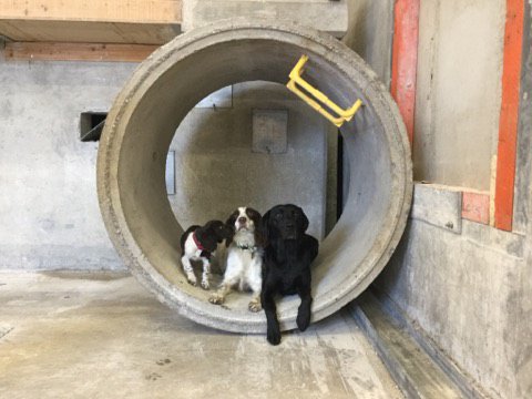 WYFRS's tweet photo. First day 4 trainee search dog Jessie at HQ : had my id photo done, checked out the uniform; met some work colleagues past &amp; present; sniffed around the training facilities and then my handler John from Urban Search &amp; Rescue took me home. Phew! @USAR_Capability @WestYorksPolice https://t.co/dGJr0RcG4v