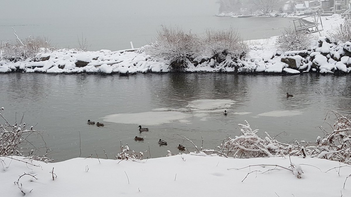 RareCat's tweet photo. #2sDaHatTip #ROC @JeremyKappell #Snow @whec_rcaniglia @wxbywilliams @I_Love @spann @VisitRochester @tpmedia @BarryVee @rochester #RochesterNY @BobLonsberry @PARKERzack @slicknick52 @ChoiceCoach @whec_SLaRocca #ThisIsROC @StormHour @news10nbc @whec_bdavidsen @uph53 @TWCfans #HABD https://t.co/Z8jPhZkWmB