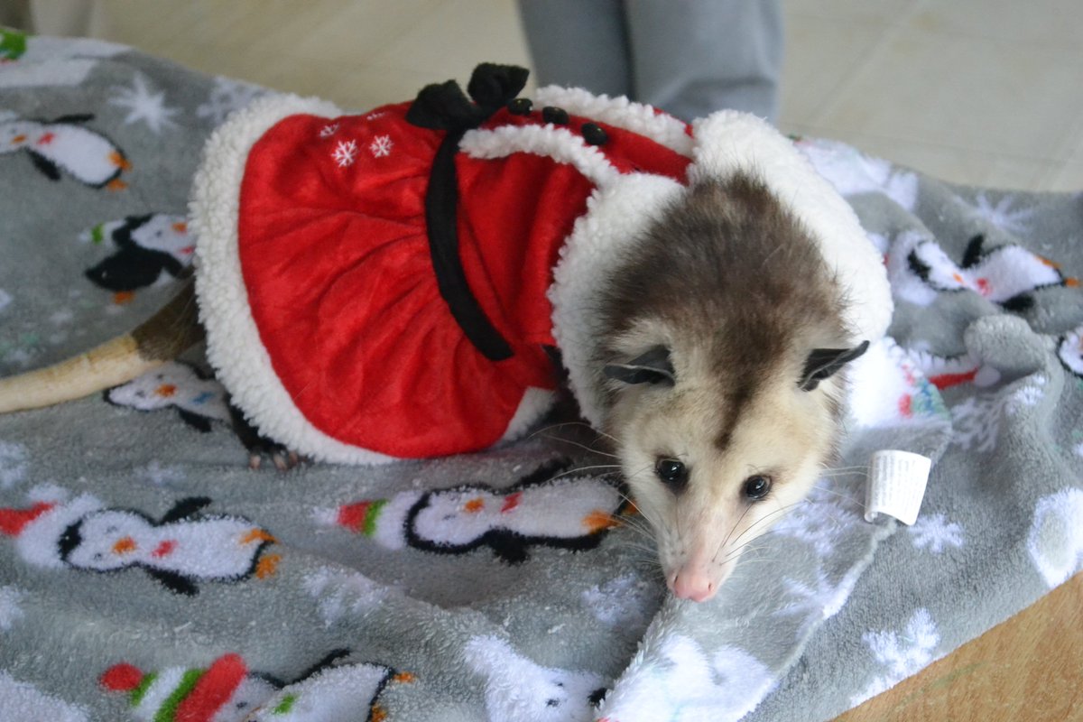 ThompsonPreK's tweet photo. Ms. Mansfield and Ms. Russell's classes enjoyed their visit and hearing the story from Penny the possum today from @PossumwoodAcres https://t.co/LMNtZQcJV1
