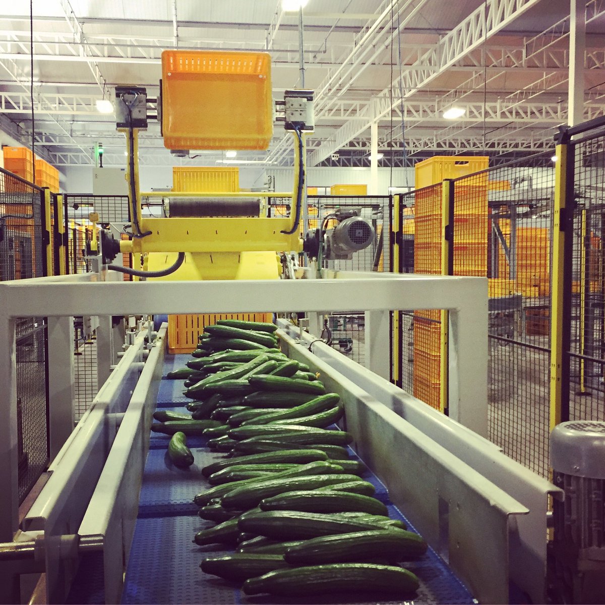 MucciFarms's tweet photo. You’d be surprised at how much technology and automation is used in the greenhouse industry.  All of it helps us increase efficiency to deliver a premium product to you with the highest of food safety standards and maximum shelf life 🥒 https://t.co/EH7KRxz66z