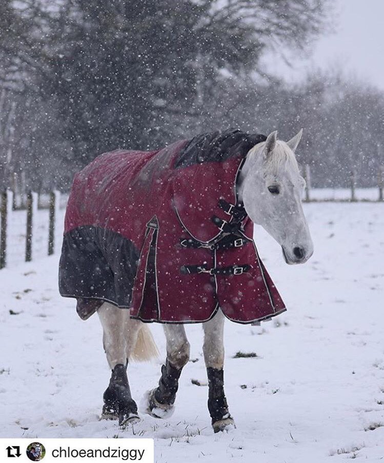 MastaRugs's tweet photo. Amazing snowy picture of Ziggy out in his #Fieldmasta Turnout! ❄️️ https://t.co/LqGQwdPjDX
