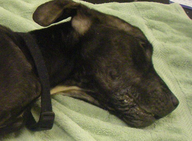 This poor emaciated dog had to be put down after it was found collapsed in a bush in a case that 'horrified' charity workers. Warning: distressing image bit.ly/2jUFyl9