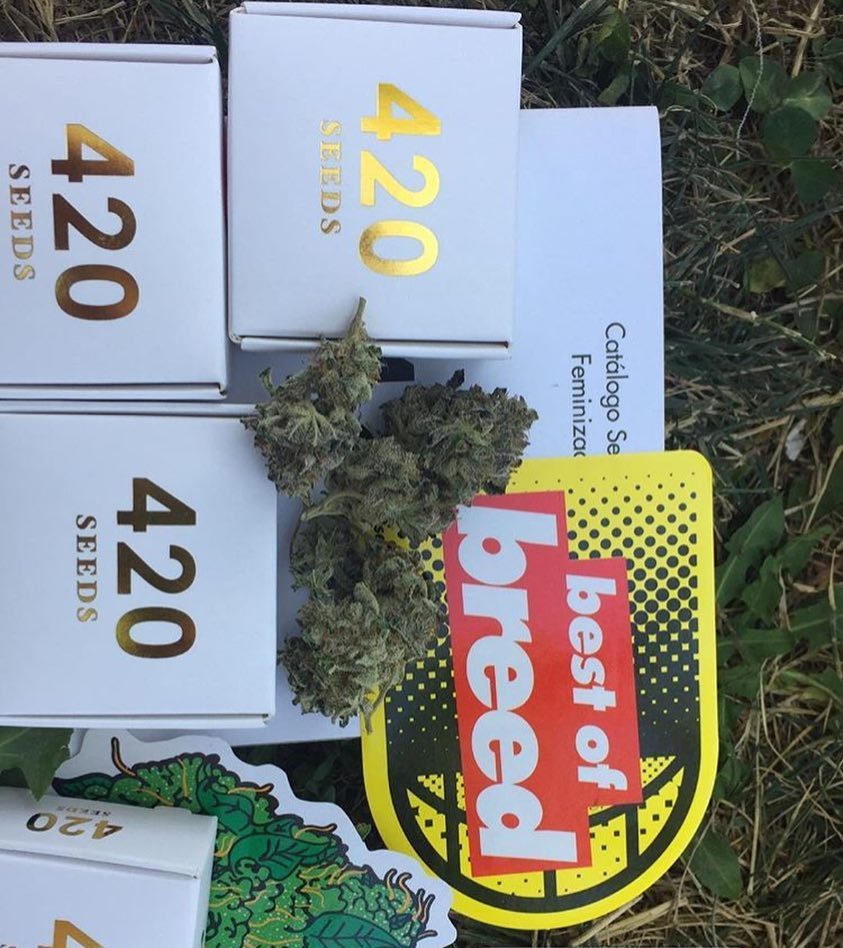 420storecl's tweet photo. #98Cookies #OGBLOOD por @mothagrower 🎡 #420seeds #cannabiscommunity #dank #dope #highlife #bestofbreed https://t.co/9EGz9UUz3l https://t.co/EUMeTOvEUd
