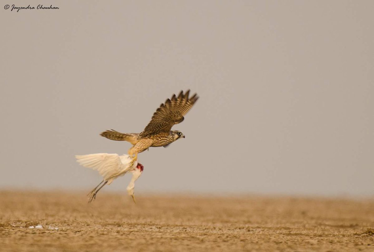 Indian Birds On Twitter Todays Photo Peregrine Falcon