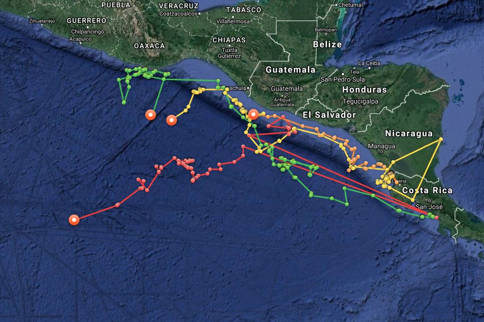 OCEARCH's tweet photo. Olive Ridley sea turtles π’ Faith (Green), Coral (Yellow), Venus (Orange), and Harmony (Red) are up and pinging! https://t.co/ENDqYqdsfj #TAMUTurtles https://t.co/DxwyJGfjsQ