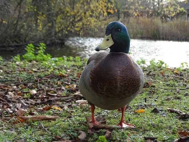 duckoftheday's tweet image. 12 Dec 2017