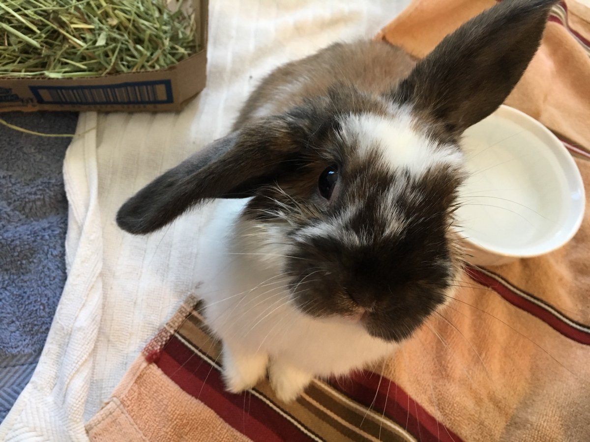 Adopt your new best friend today! His name is Thor. He is the god of cute bunnies.  <a href="/ARLNH/">ARLNH</a> #AdoptDontShop #rabbits