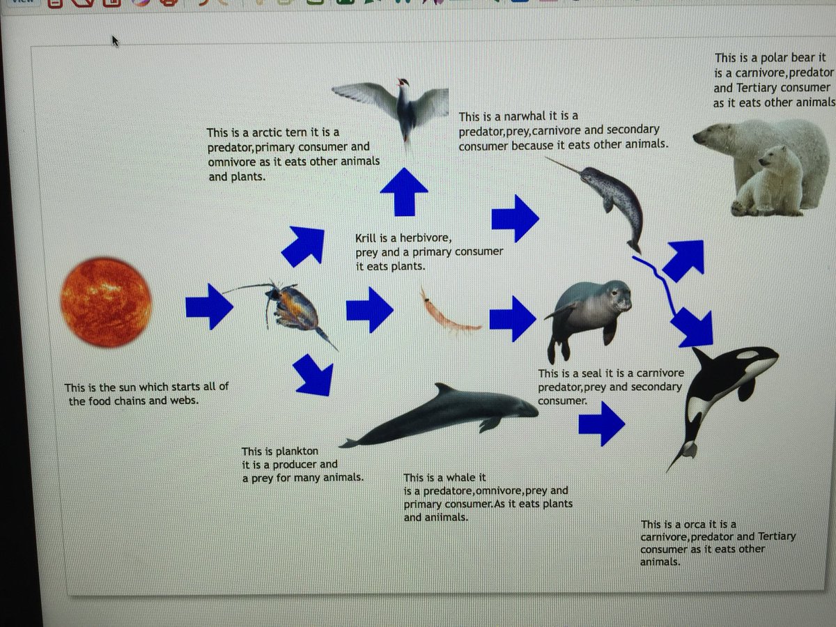 Narwhal Food Chain Biology Diagrams