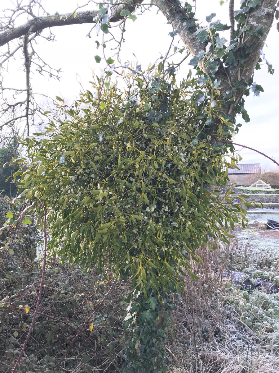 A festive snogging tree! Love the mistletoe on this old tree in @charlesdowding ‘s garden. #winterfoliage #festivetraditions #yuletide #kissing