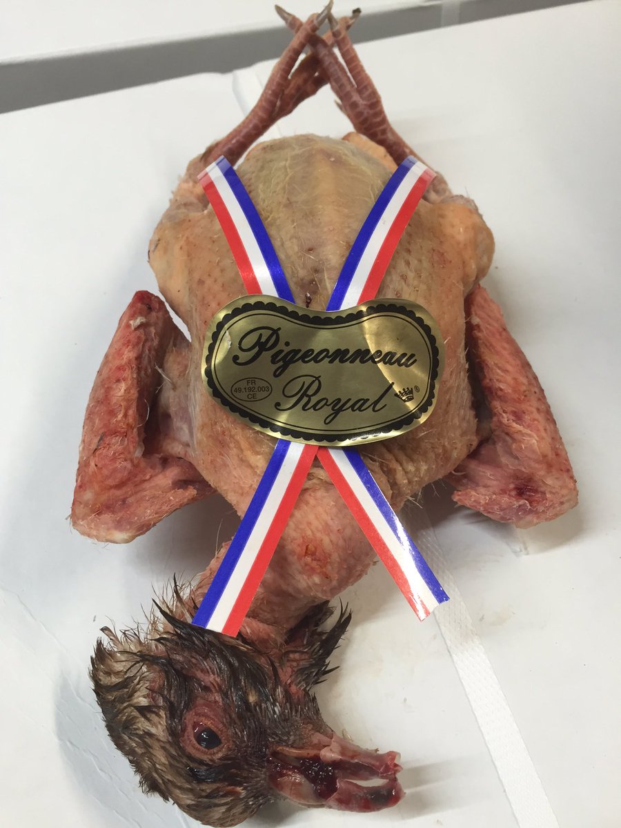 Has some of these beautiful long leg Royal squabs available this week...