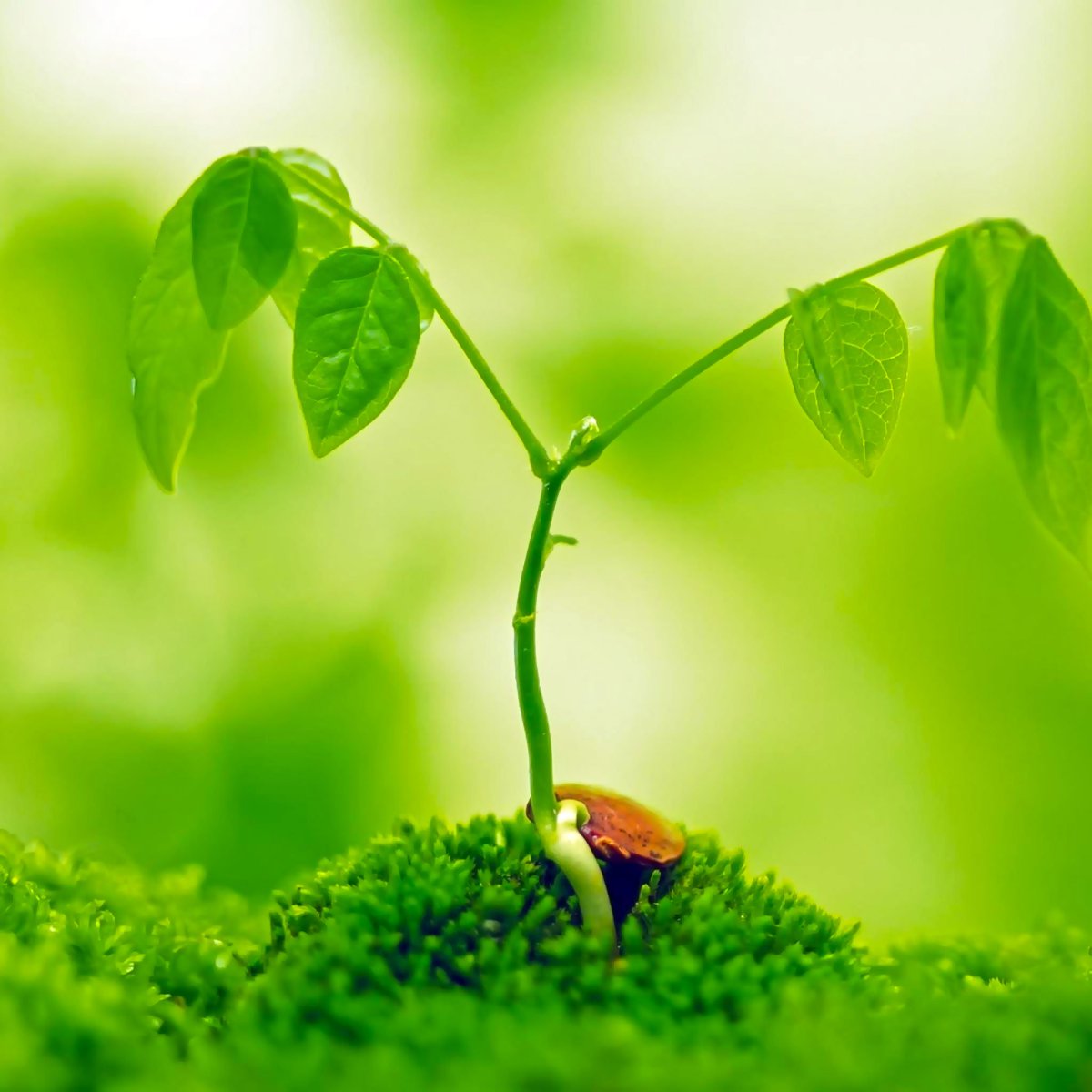 ginestarros's tweet photo. 💚
💚
💚
🌾
💚
💚
💚 https://t.co/yU0J5SbIev