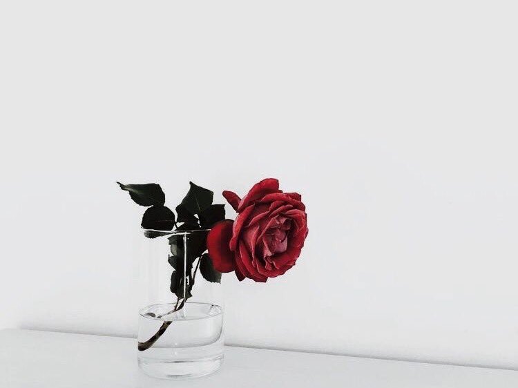 petalehao's tweet image. ✧ °｡
       『Love like you&apos;ll never be hurt』  ͙✼̥୭⁺

 - #monbebeselcaday ✧ °｡