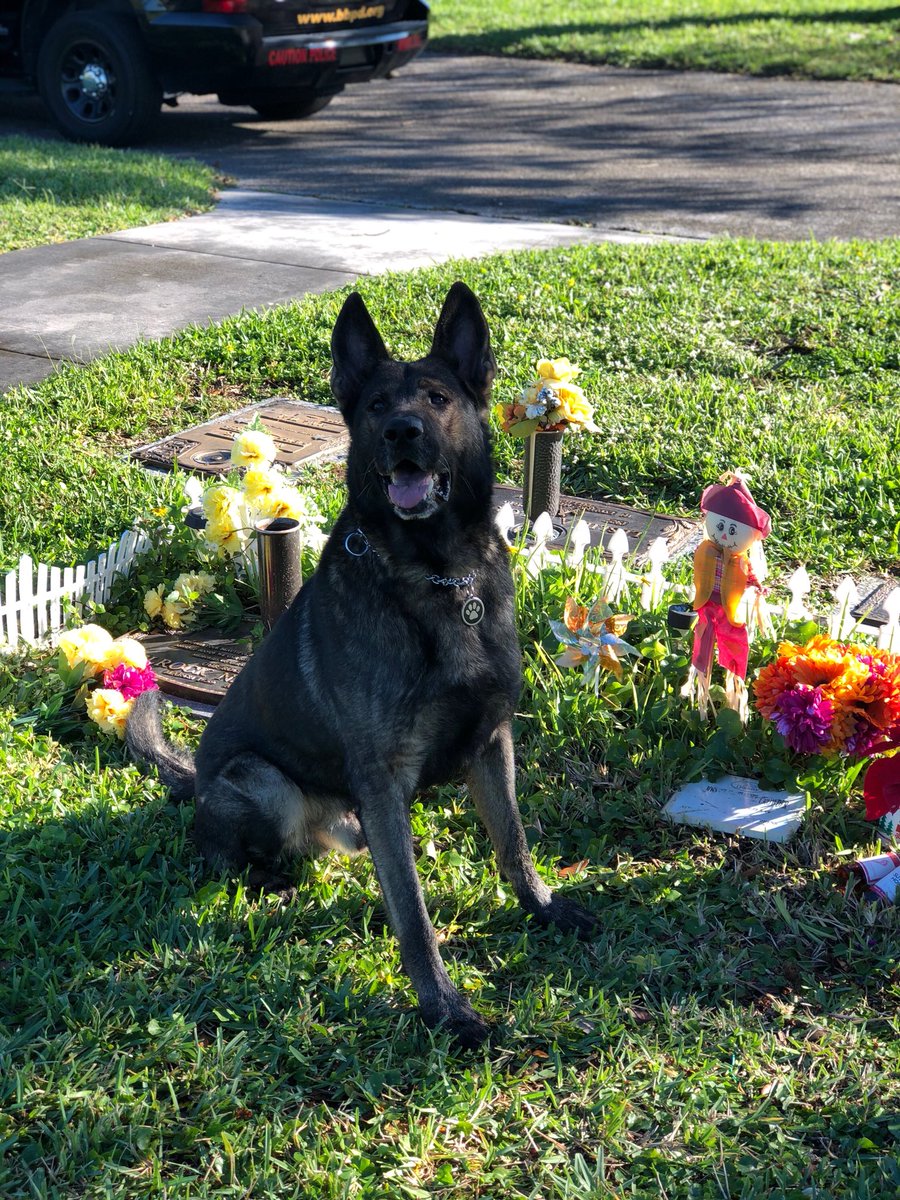 BBPD's tweet photo. Retired K9 Daxxx spent some time visiting Officer Crowder this morning.๐ค๐๐ค #BBPD792 https://t.co/8tZs4C13ql