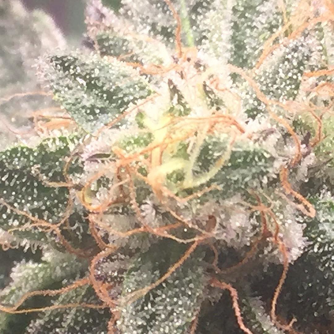 ProMaxGrow's tweet photo. Haute pot. 

...
#ledgrowlights #ledgrow #ledgrown #autoflowering#growerslife #ledgrowroom #seedbank#commercialgrower  #cannabiscommunity #dispensary#growlight #hightimes #weedstagram#marijuanagrowlights #hightimes #topshelflife#weedporn #weshouldsmoke #ledlights #grasswithclass https://t.co/IAXMVmaKO7