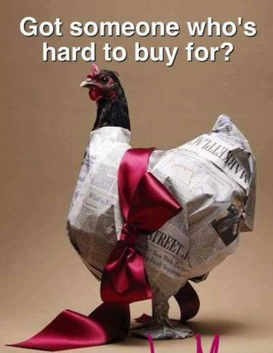 fluffylayers's tweet image. Chickmas? #backyardchickens #crazychickenlady