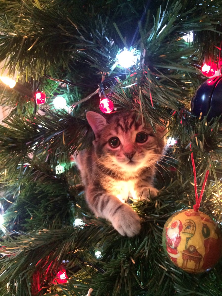 Deemac6's tweet photo. When I thought our kitten wasn't interested in our 🎄😂😂😂 https://t.co/prTQMEVoPS