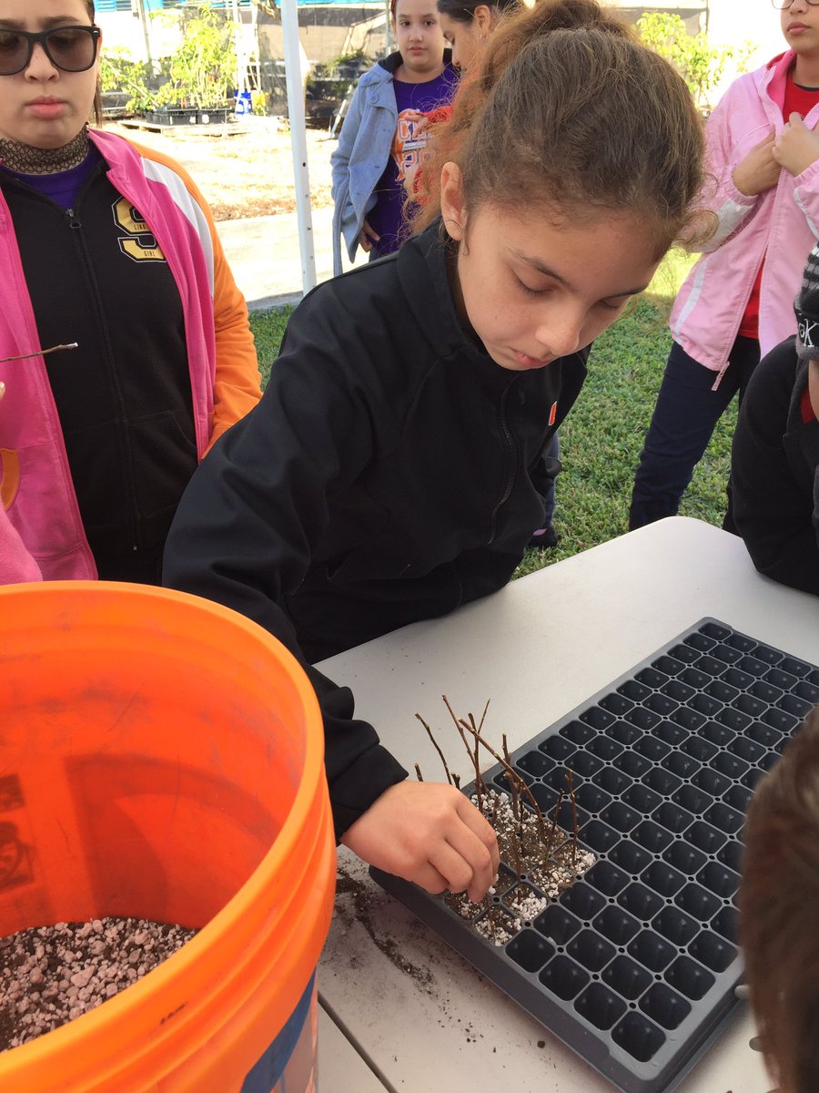 andrewkearns64's tweet photo. @JohnGDuPuisElem grade 5 students exploring #botany at @josemartimast by treating &amp; planting cocoplum cuttings! #botanyfieldtrip🌿 #mast1718 😃@STEMDesignation @MDCPSSci @FairchildGarden @MDCPSNorth @fl_native_plant https://t.co/Z916ugi0HD