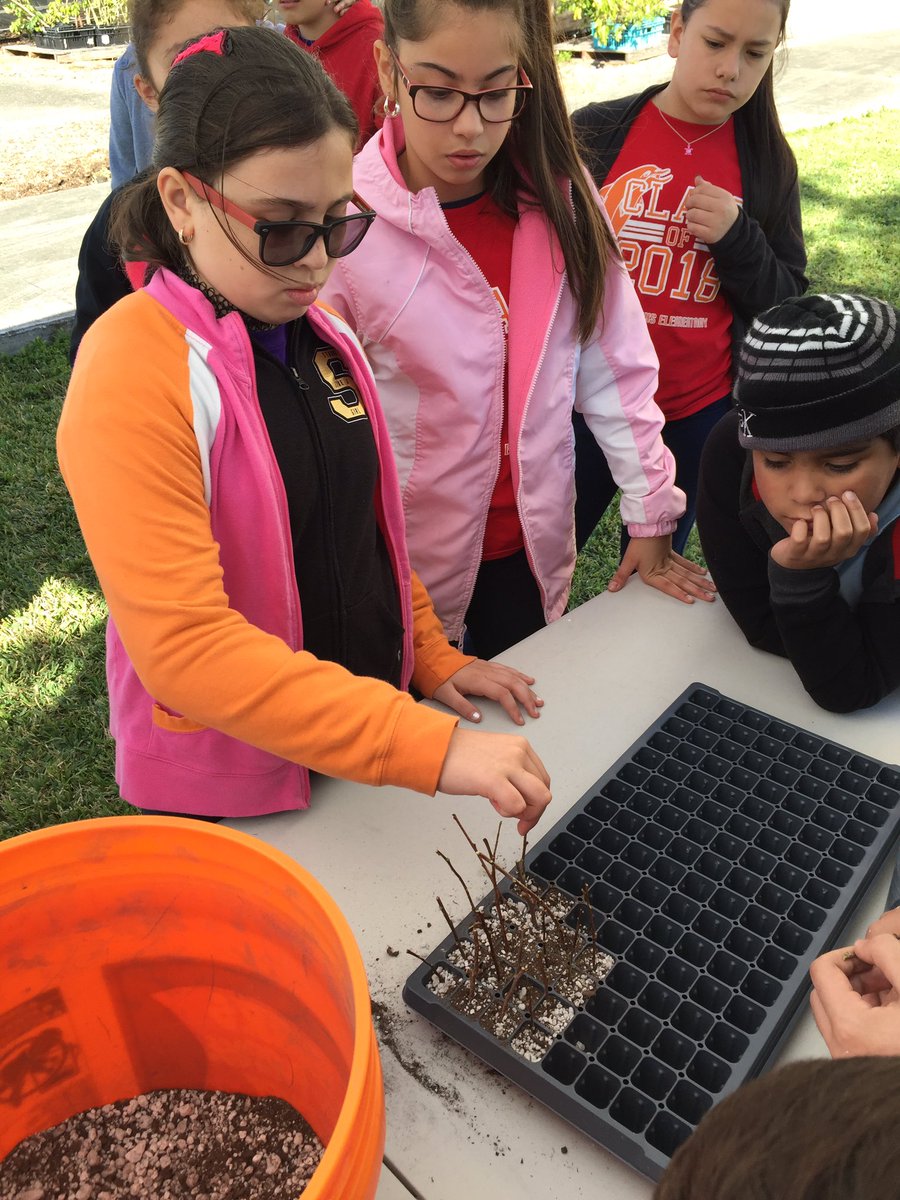 andrewkearns64's tweet photo. @JohnGDuPuisElem grade 5 students exploring #botany at @josemartimast by treating &amp; planting cocoplum cuttings! #botanyfieldtrip🌿 #mast1718 😃@STEMDesignation @MDCPSSci @FairchildGarden @MDCPSNorth @fl_native_plant https://t.co/Z916ugi0HD