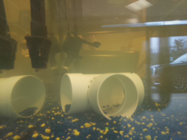 Joe Walker Aquaponics Fish Cam