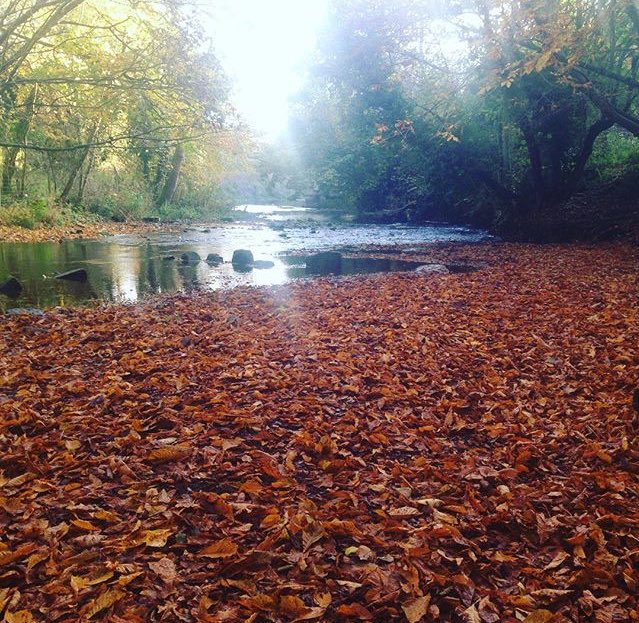 SeasonalPictur1's tweet photo. Autumn river 🍂                   
#Autumn #tree #river #wood #woods #rivers #leaves #leave #leaf #leafs #beautiful #pretty #amazing #pretty https://t.co/vEjFhJM1wx
