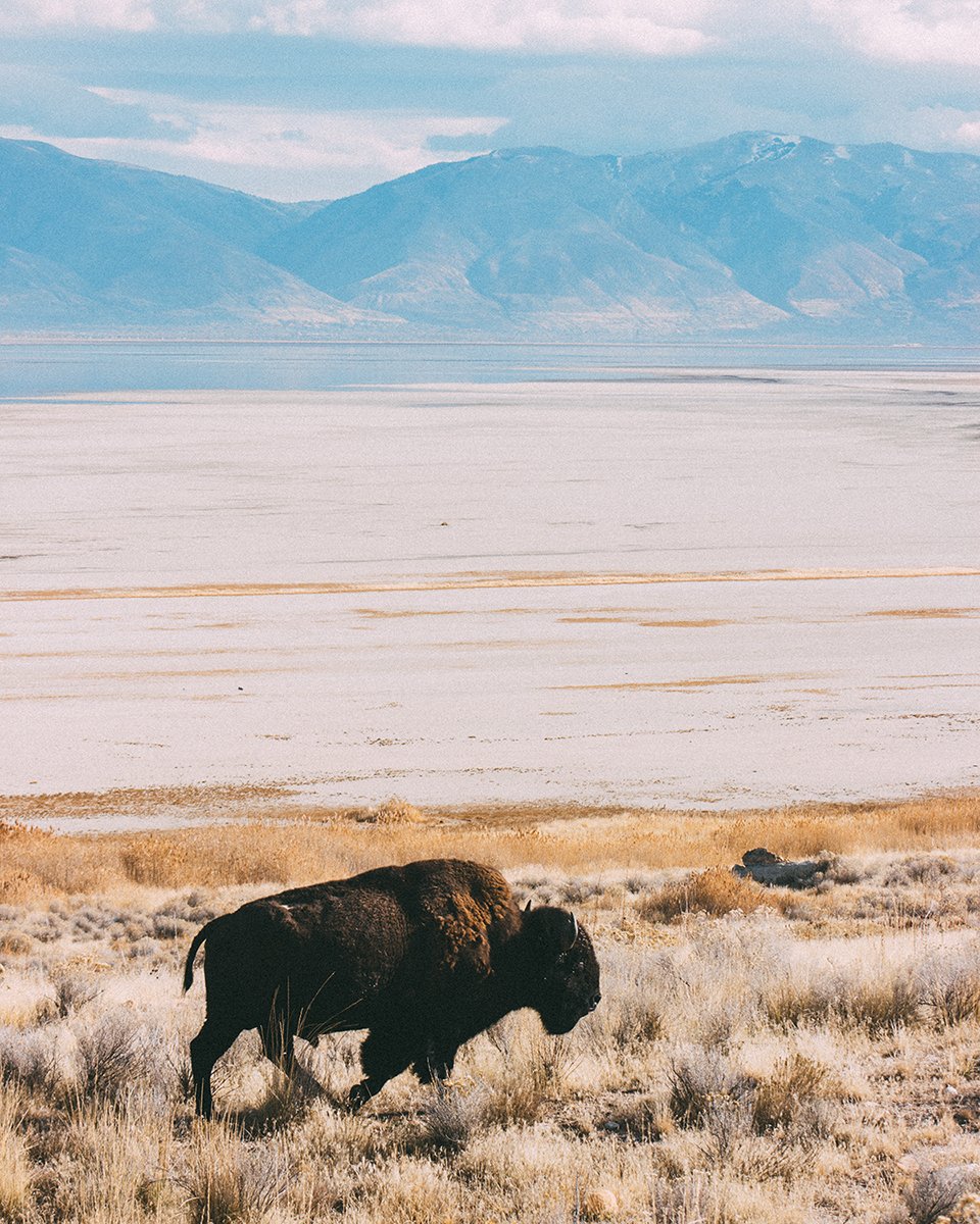 Sam Larson (@samlarson) on Twitter photo lone bull lone bull