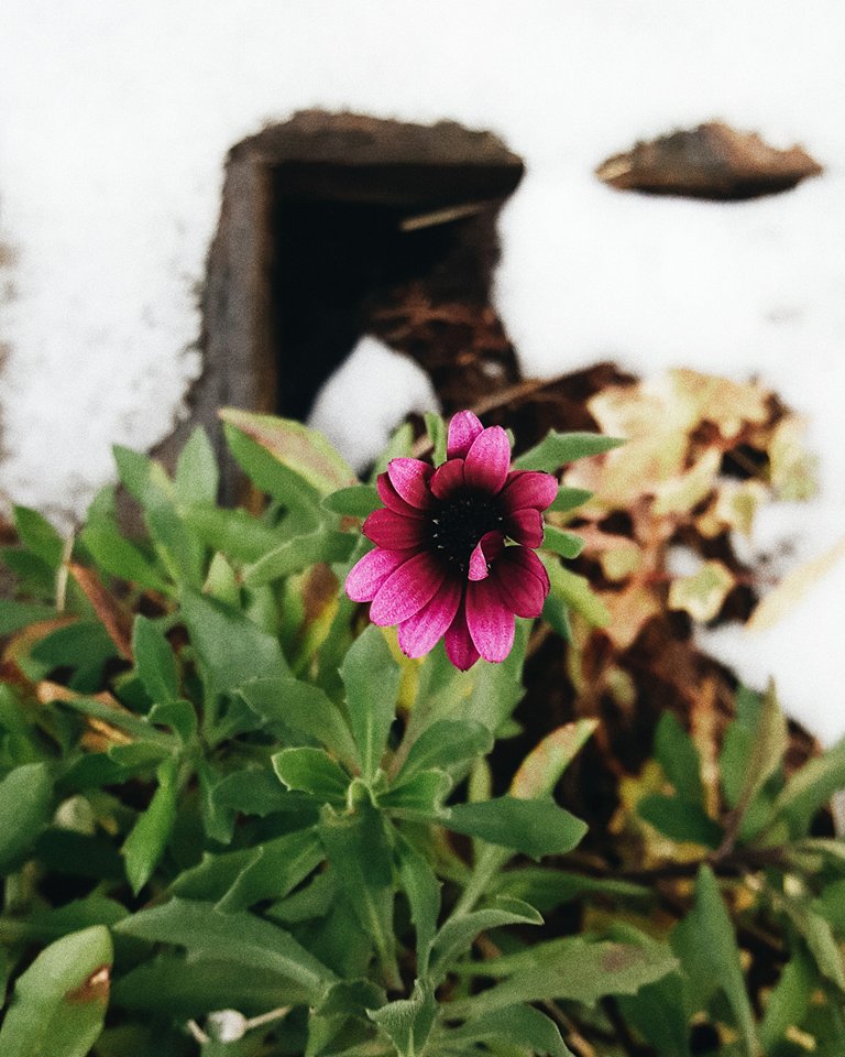 Huddle Studios (@huddlestudios) on Twitter photo The snow caught up with us at <a href="/HuddleStudios/">Huddle Studios</a> but our flowers are still standing strong 💪
#photography #studio #london The snow caught up with us at <a href="/HuddleStudios/">Huddle Studios</a> but our flowers are still standing strong 💪
#photography #studio #london