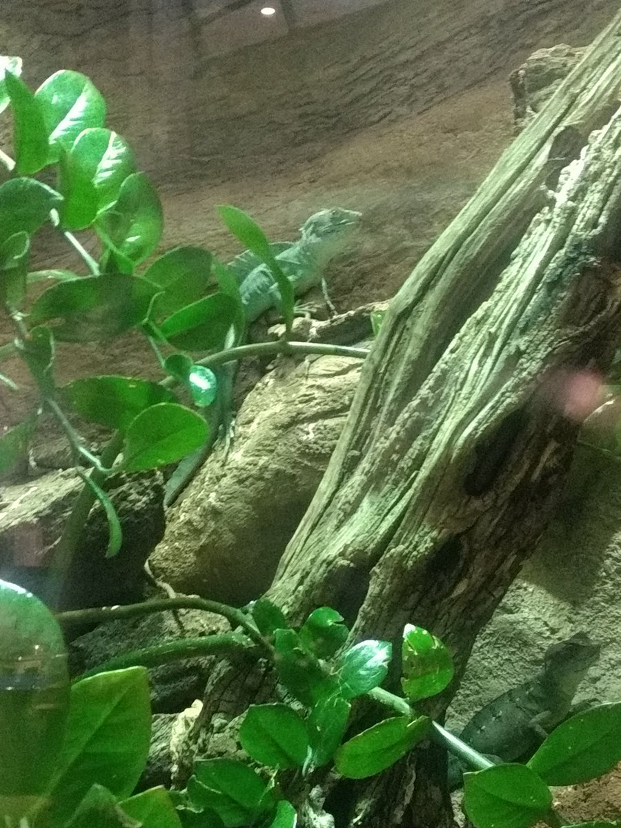 va3sbd's tweet photo. Ok finished checking out these cute guys at the @OntScienceCtr and walk into a room playing BeeJees Stayin Alive and like always think back to my CPR recert class. πππ #LivingTheScienceLife #ilovemyjob @CMichaelGibson @radiostace @AnastasiaSMihai @DrMarthaGulati https://t.co/DTWkswu0eU