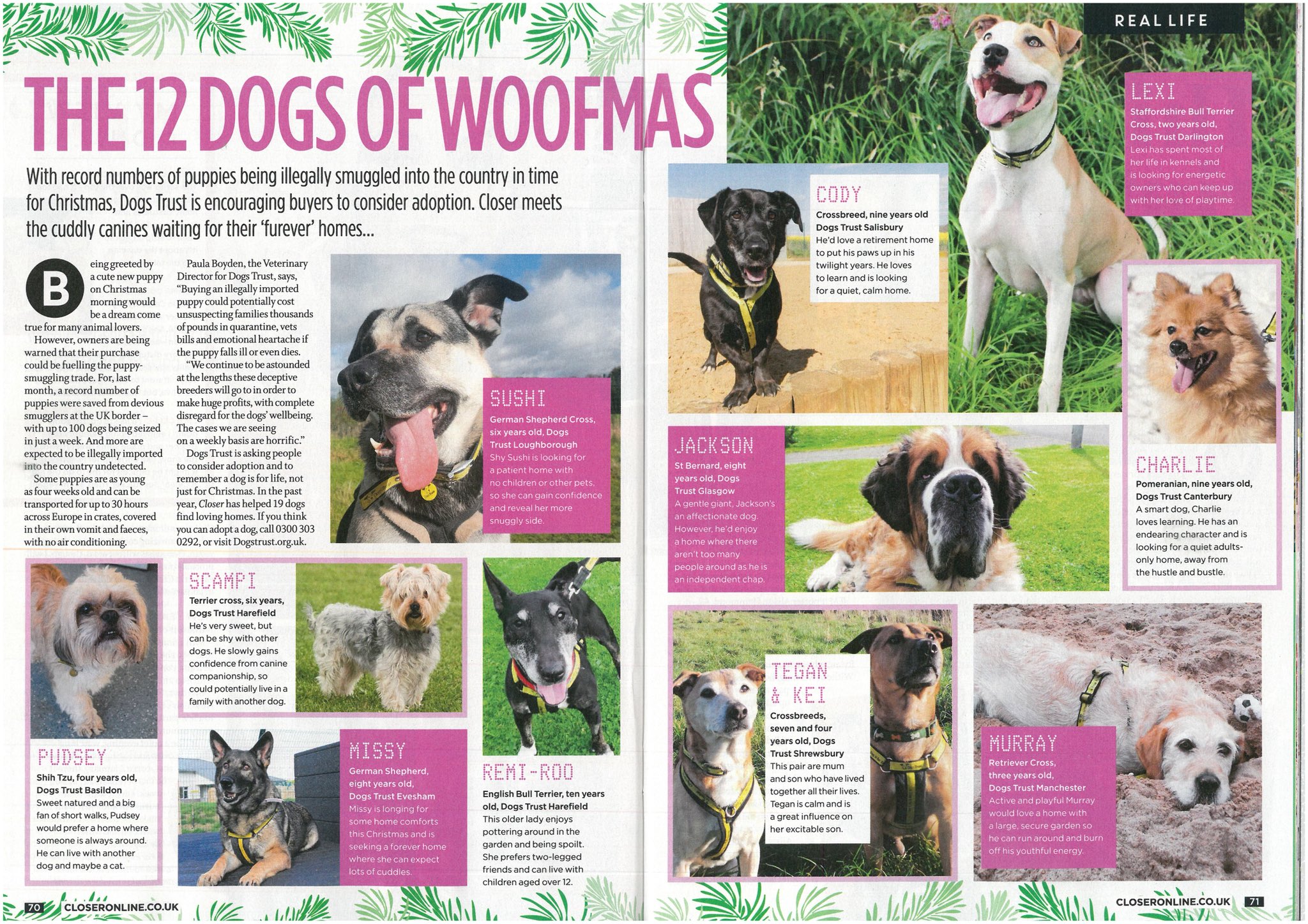 DogsTrust Shrewsbury on Twitter "Our dogs Kei & Tegan are featured in