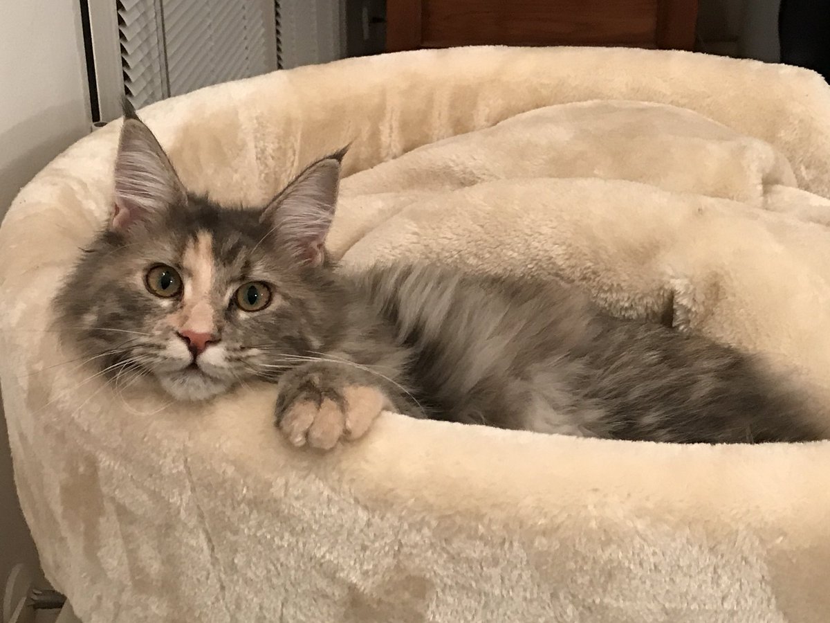 ultimateretreat's tweet photo. Whilst at home, we have added to the household #mainecoon #littletike #hairymonster #toublemaker #sweetbutnotsoinnocent #looksaredeceiving https://t.co/rYBxiOyal8