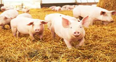 FarmsSwine's tweet image. Sows and gilts digest energy differently, study finds

farms.com/ag-industry-ne…

#digestibility #efficiency @Illinois_Alma