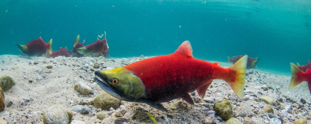 How a "search &amp; rescue" team for #data is helping researchers gain a comprehensive understanding of Alaska's salmon bit.ly/2BWJxEc <a href="/NautilusImpInv/">NautilusImpactInvest</a> <a href="/AKSalmonProject/">The Salmon Project</a>