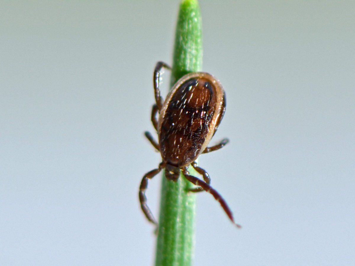 Jacobi/Montefiore EM tweet media