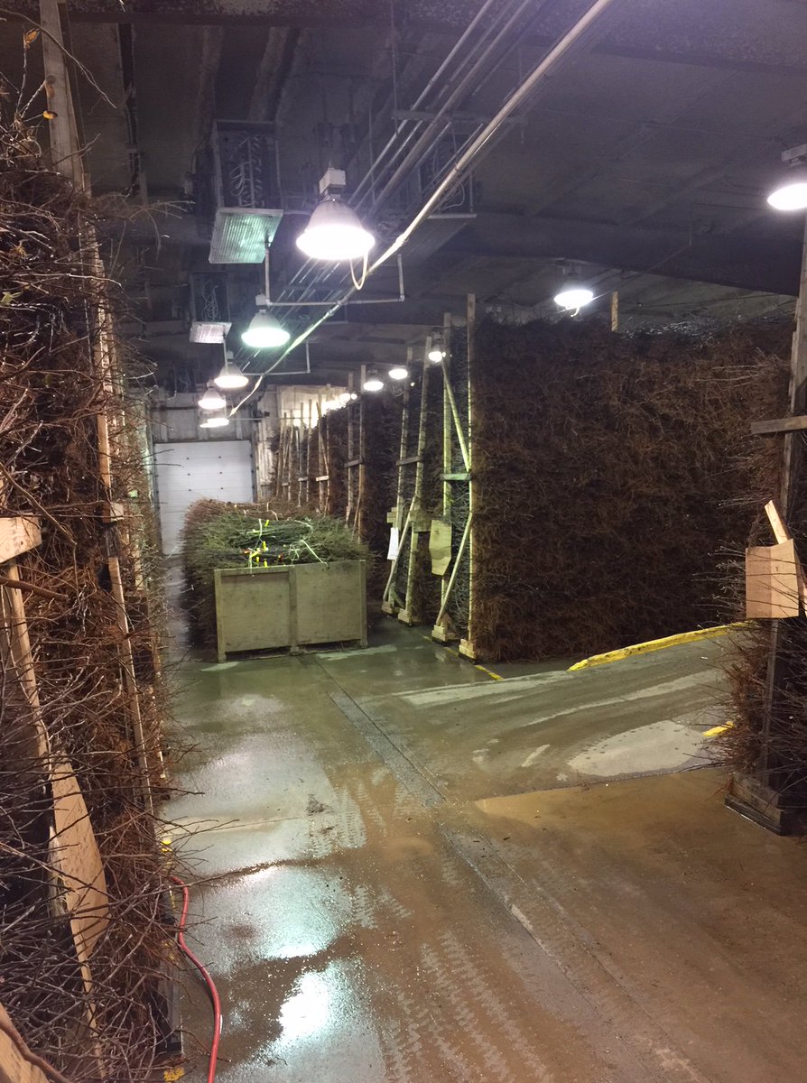 Digging is complete C &amp; O trees are now dug and in our storage facilities being graded for Spring 2018 planting.  Happy Holidays to all from C &amp; O Nursery Co.