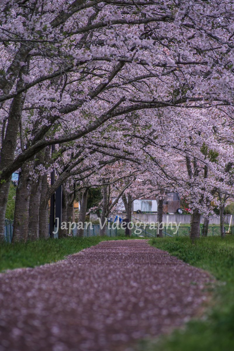 Kazuya Asizawa 東北の美しい春の風景 宮城県 平筒沼 先ほどは 動画をアップしましたが 写真 的にはライトアップされた桜と星空が美しい夜景写真となります 見頃は4月下旬となりますので 18年の春は宮城においでよ T Co Knt7k0r27a 夜景