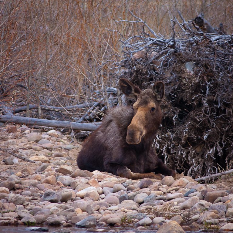 Big Hole River Foundation tweet media